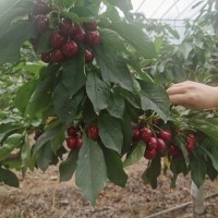 頤正源_大櫻桃 新鮮當(dāng)季水果 現(xiàn)摘現(xiàn)發(fā) 現(xiàn)貨直達